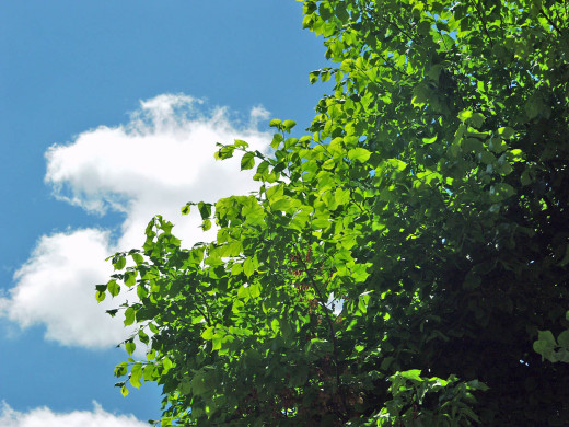 41320 (a): :1600x1200